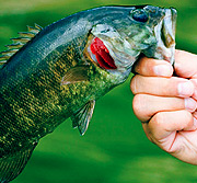 在线DDOS平台攻击